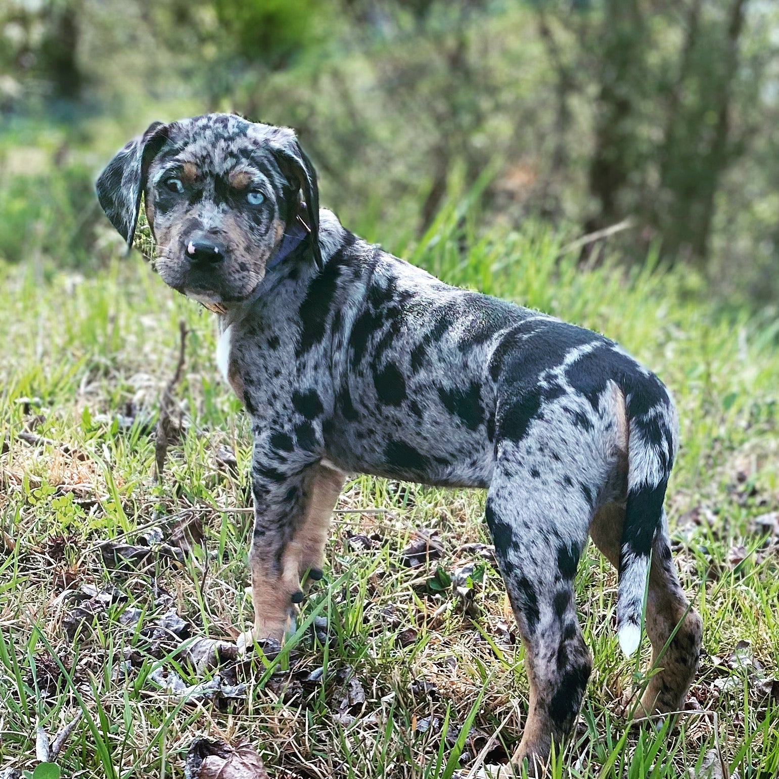 Nalc catahoulas 2024 for sale